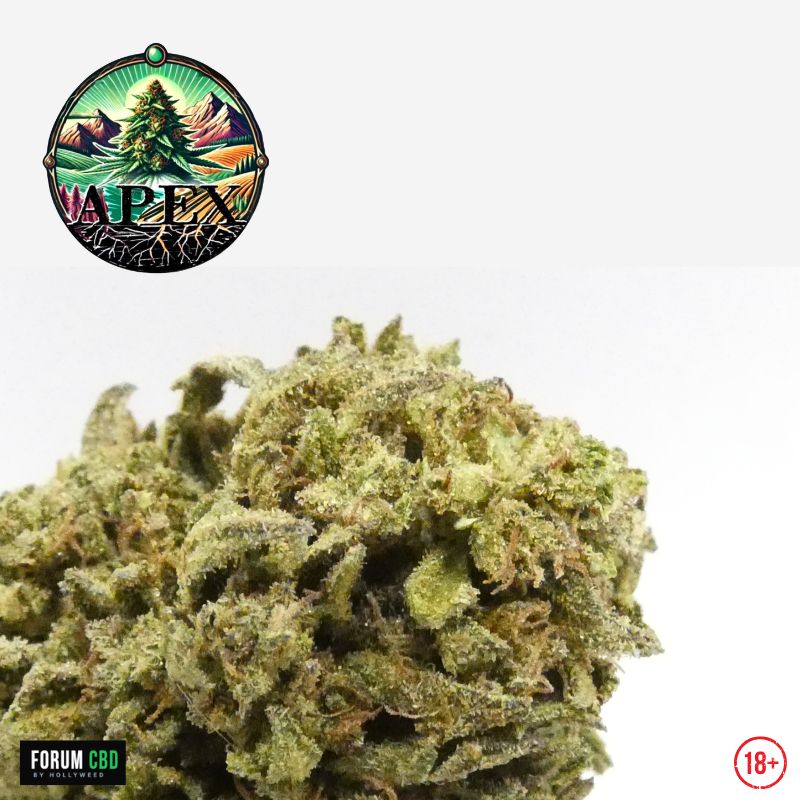 Macro d'une small bud de Straw Pop d'Apex CBD, fleur CBD Outdoor française mettant en évidence les trichomes, les pistils brun orangé et les nuances de vert des calices.