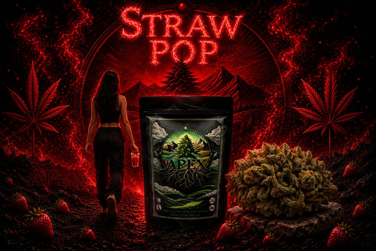 Présentation de la Straw Pop d'Apex CBD avec son pochon et sa fleur CBD Outdoor française cultivée sur sol vivant en Nouvelle-Aquitaine.