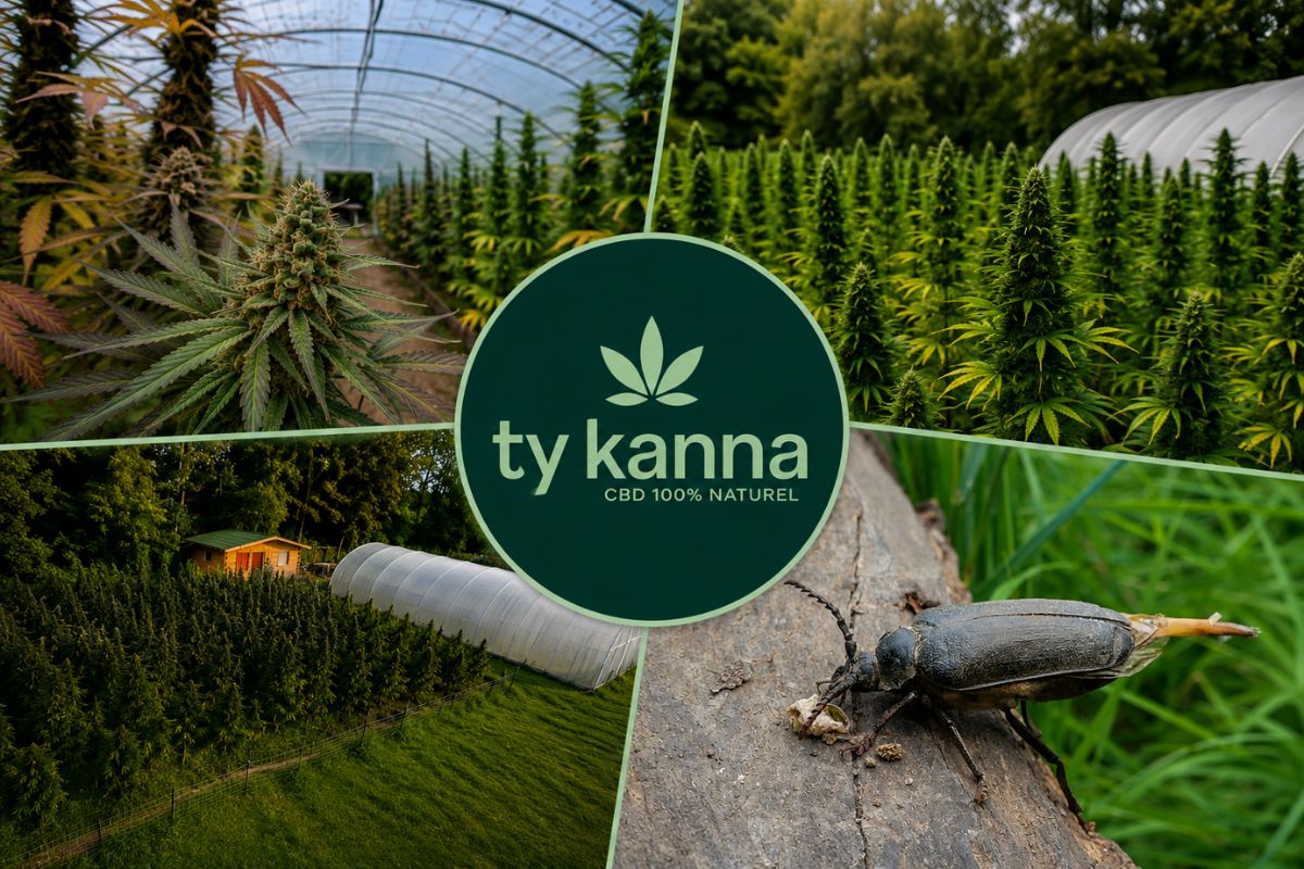 Montage photo de Ty Kanna présentant les cultures de chanvre CBD sous serre et en extérieur, une fleur en développement et la biodiversité au cœur de l'exploitation bretonne