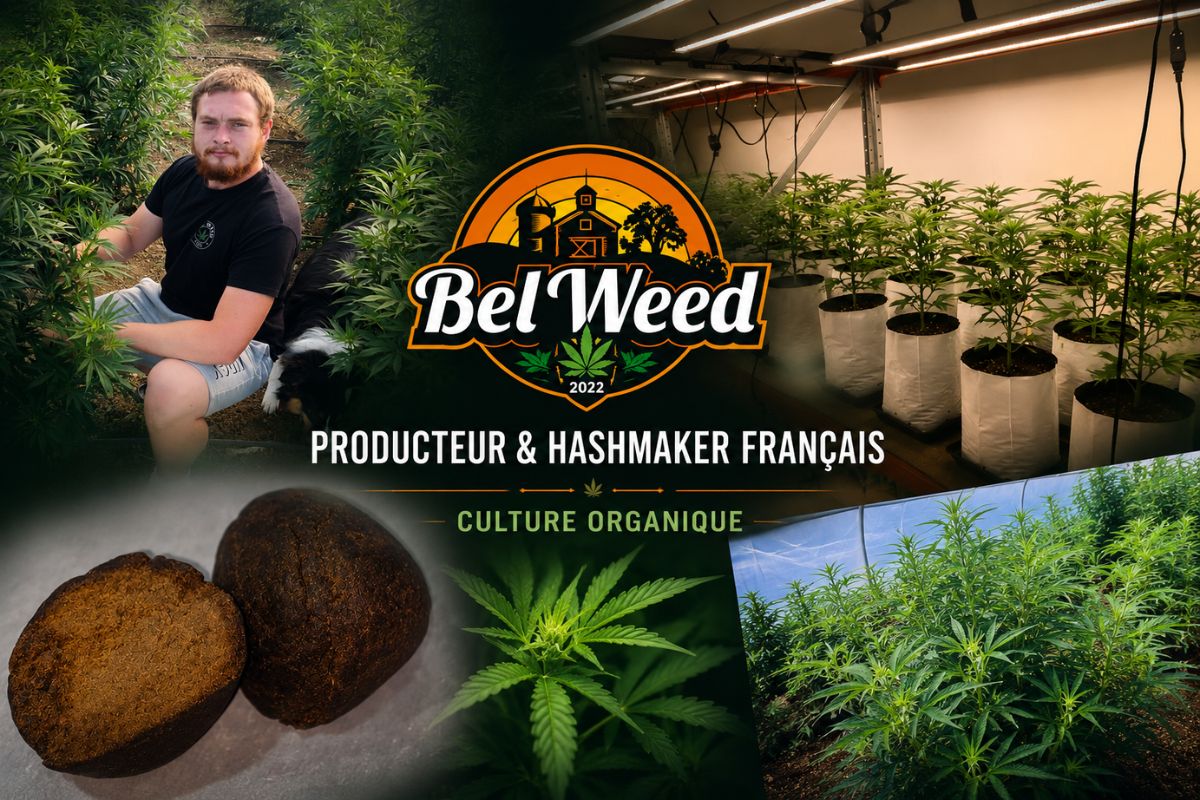 Montage présentant Bel'Weed, producteur et hashmaker français, avec des cultures de chanvre en indoor et en serre, un portrait du producteur, une résine artisanale et le logo de la marque