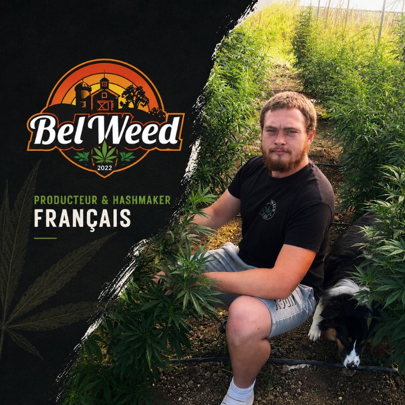 Portrait du producteur Bel'Weed au cœur de sa culture de chanvre, accompagné du logo de la marque, illustrant le savoir-faire d'un producteur et hashmaker français engagé dans une culture organique