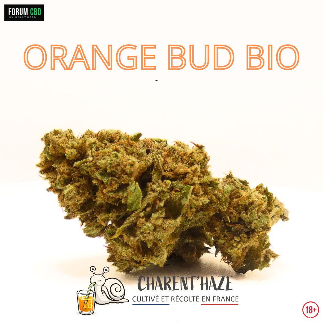 Macro de la fleur CBD Orange Bud Bio de Charent'Haze cultivée en France, mettant en valeur sa structure, ses trichomes et ses pistils orangés
