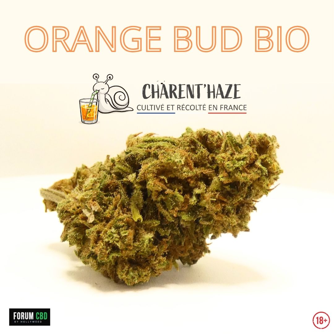 Fleur CBD Orange Bud Bio de Charent'Haze cultivée en France, vue en macro avec ses nuances de vert, ses pistils cuivrés et ses trichomes