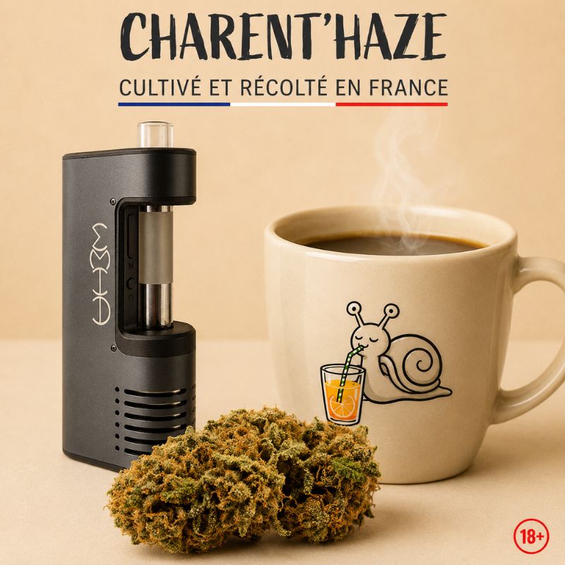 Test de la fleur CBD Orange Bud Bio de Charent'Haze avec le vaporisateur WEHA by Katalyzer, dégustation accompagnée d'un café en début de matinée