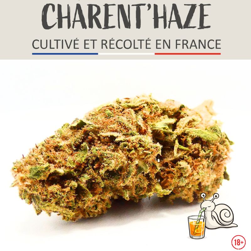 Macro de la fleur CBD Orange Bud Bio de Charent'Haze cultivée en France, mettant en valeur sa structure, ses trichomes et ses pistils cuivrés