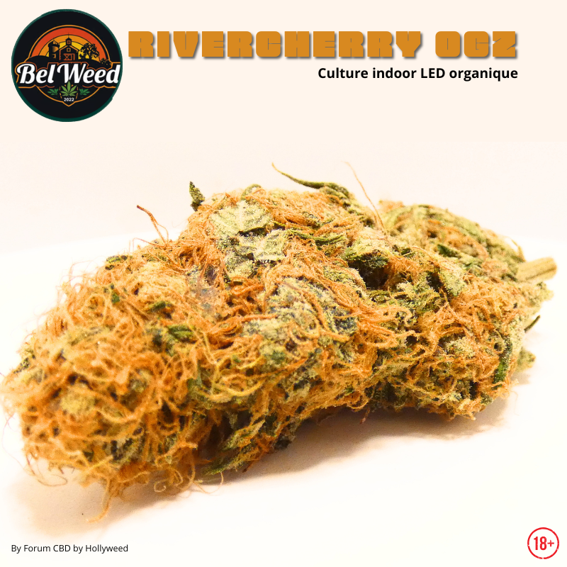 Photographie rapprochée de la RiverCherry OGZ de Bel'weed, une fleur CBD cultivée en Indoor LED organique, révélant ses pistils orangés abondants, ses nuances de vert et sa résine riche en trichomes.