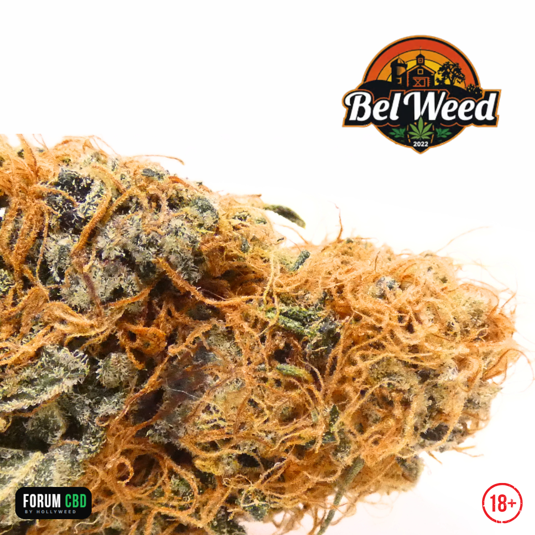Macro de la RiverCherry OGZ de Bel'weed cultivée en Indoor LED organique, révélant une abondance de pistils orangés, une résine généreuse et une couverture dense de trichomes sur une fleur CBD compacte