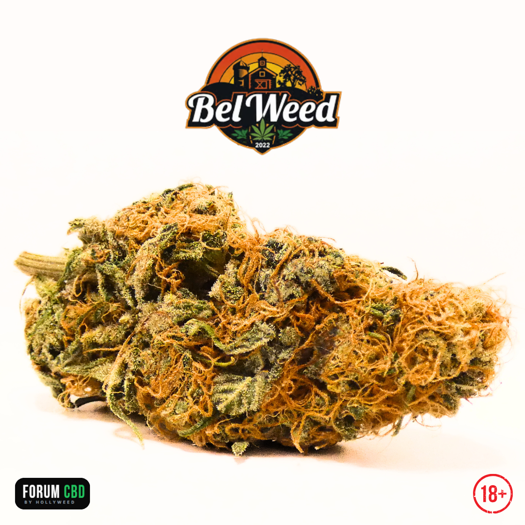 Photographie de la RiverCherry OGZ de Bel'weed cultivée en Indoor LED organique, présentant une fleur CBD compacte aux nombreux pistils orangés, aux nuances de vert olive et à la résine abondante riche en trichomes