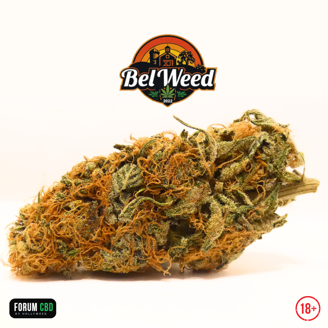 Vue détaillée de la RiverCherry OGZ de Bel'weed révélant une fleur CBD dense, riche en pistils orangés, aux nuances de vert olive et recouverte d'une résine abondante issue d'une culture Indoor LED organique