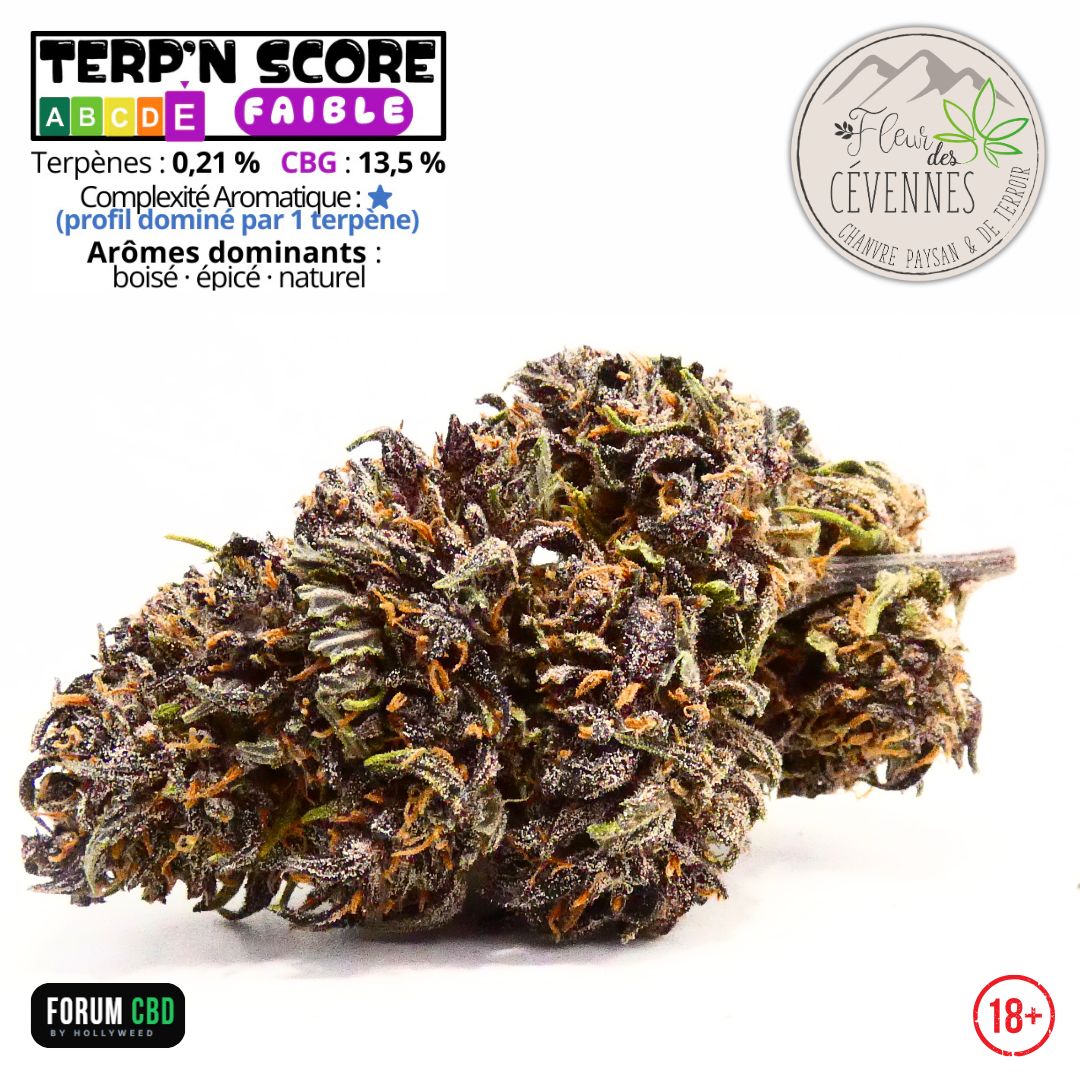 Fiche d'identité de la Dark Light CBG de Fleur des Cévennes présentant une photo de la fleur, le Terp'n Score, le taux de CBG à 13,5 %, le taux de terpènes à 0,21 %, un profil aromatique boisé, épicé et naturel, ainsi que le logo de Fleur des Cévennes