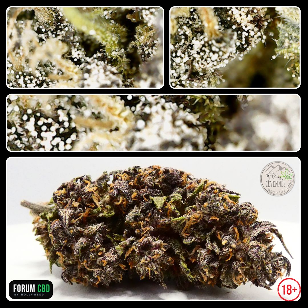 Photographie de la Dark Light CBG de Fleur des Cévennes accompagnée de trois vues macro des trichomes réalisées à la caméra endoscopique. Les gros plans révèlent une abondante couverture de résine, tandis que la fleur présente ses teintes vert foncé et violacées, soulignées par de nombreux pistils orangés