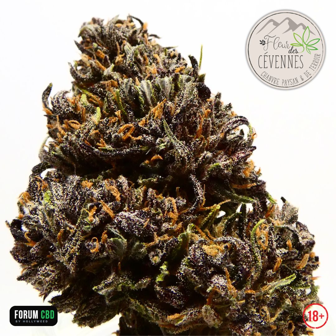 Photographie en gros plan de la Dark Light CBG de Fleur des Cévennes montrant une tête de belle taille aux teintes vert olive et violettes, recouverte de nombreux trichomes et traversée par des pistils orangés. Une fleur française cultivée naturellement, révélant toute la richesse de sa résine