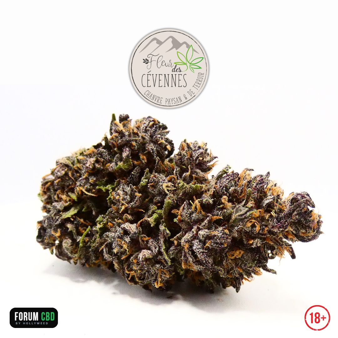 Photographie de la Dark Light CBG de Fleur des Cévennes mettant en avant une tête de belle taille aux nuances vert olive et violettes, parsemée de pistils orangés et d'une fine couche de résine. Une fleur française cultivée naturellement, destinée à la dégustation en vaporisation