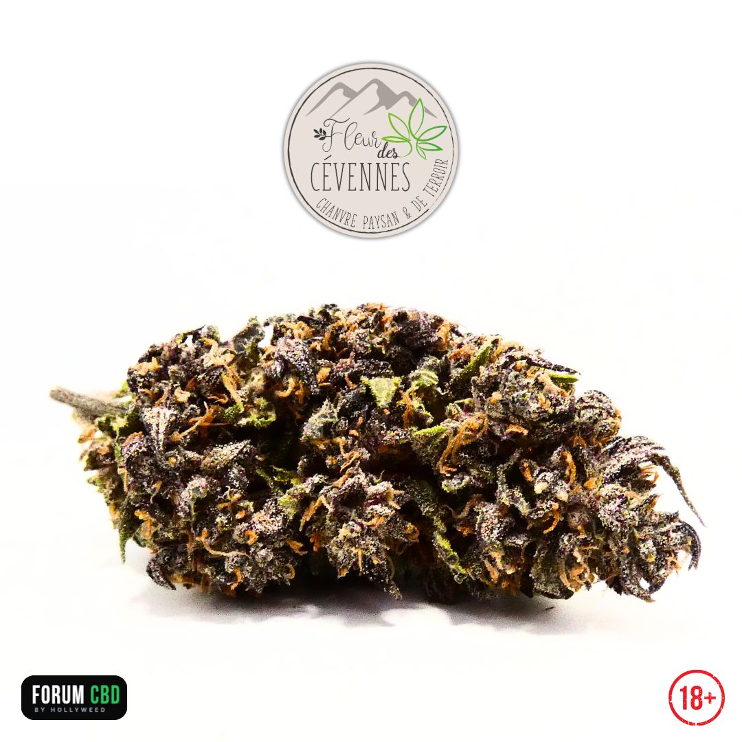 Photographie de la Dark Light CBG de Fleur des Cévennes montrant une tête de belle taille aux nuances vert olive, violettes et anthracite. Les nombreux pistils orangés contrastent avec une résine abondante qui recouvre les calices, illustrant le caractère naturel de cette fleur française riche en CBG