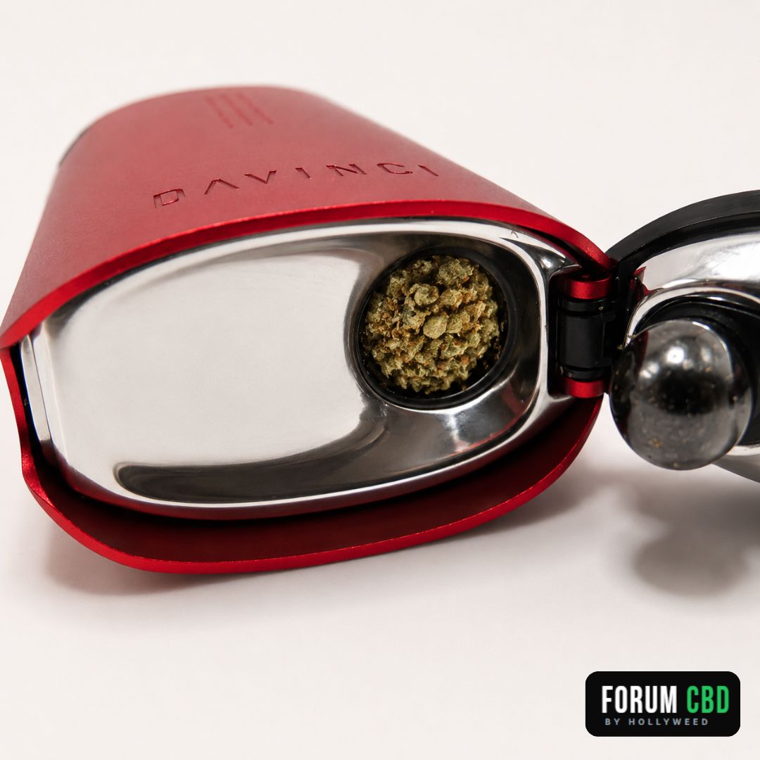 Gros plan sur la chambre de chauffe du DaVinci IQC remplie de fleurs CBD effritées, illustrant le bon remplissage du vaporisateur pour une chauffe homogène et une restitution optimale des arômes
