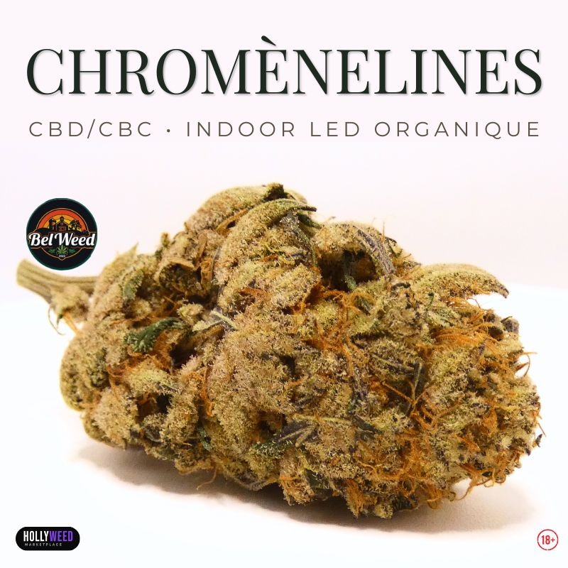 Visuel de la ChromèneLines de Bel’Weed, une fleur CBD/CBC cultivée en indoor LED organique, avec une tête résineuse aux pistils orangés et une présentation sobre de revue de dégustation