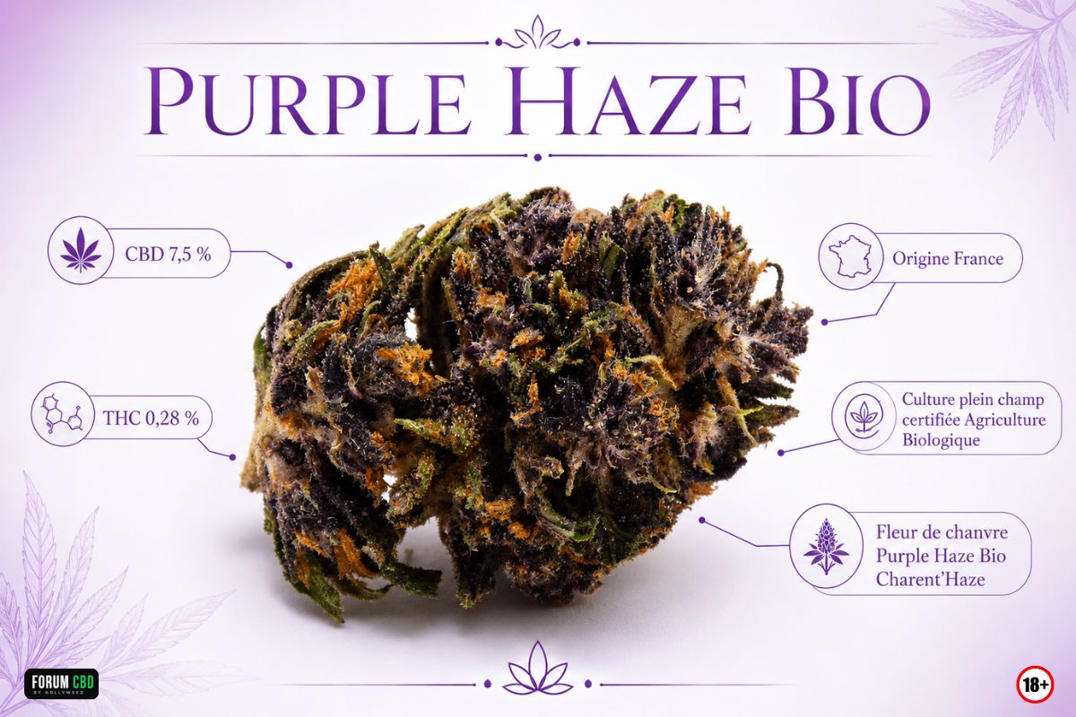 Fiche technique Purple Haze Bio Charent’Haze avec fleur de chanvre française, CBD 7,5 %, THC 0,28 % et culture bio plein champ