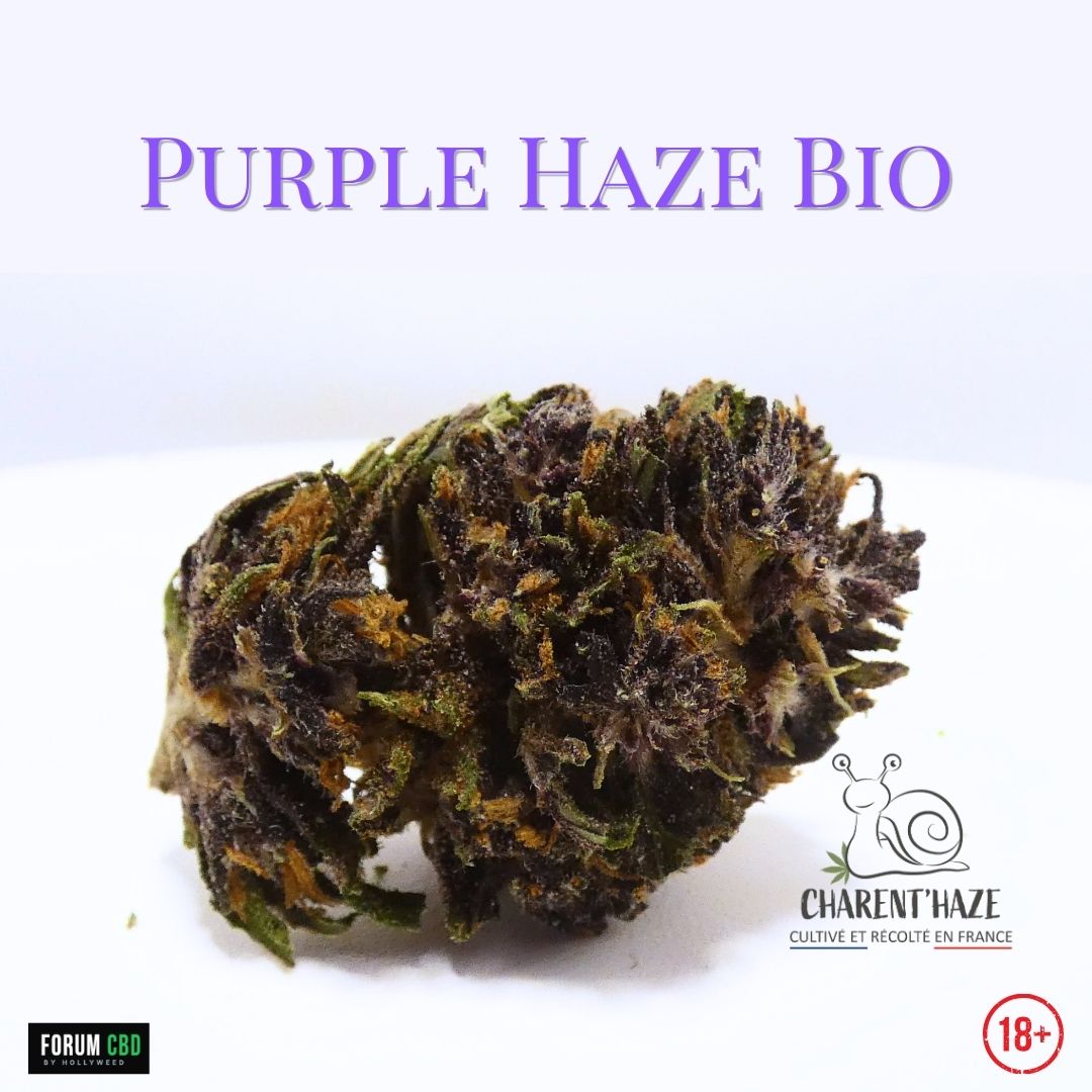 Photo macro d’une fleur CBD Purple Haze Bio Charent’Haze, aux couleurs violettes et orangées, cultivée et récoltée en France