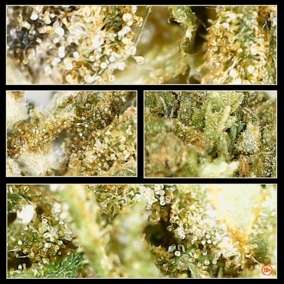 Montage macro des trichomes de la fleur CBD Purple Haze Bio Charent’Haze, avec têtes translucides, reflets ambrés et texture résineuse visible