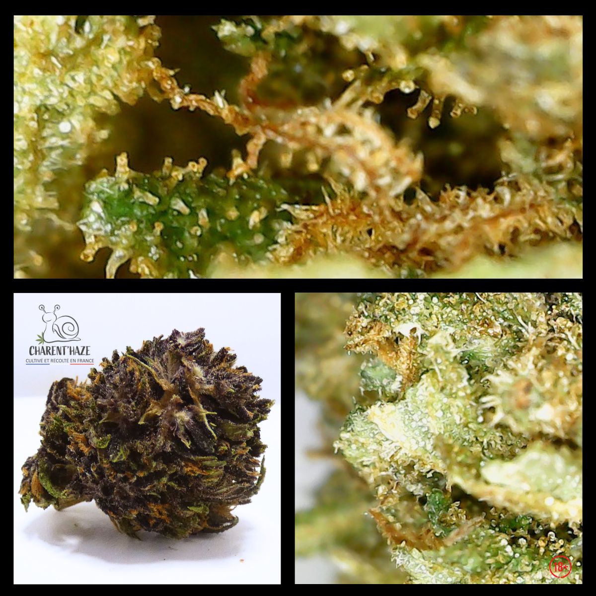 Photo en gros plan d’une fleur CBD Purple Haze Bio Charent’Haze, cultivée et récoltée en France, avec couleurs violettes, verts profonds et pistils orangés