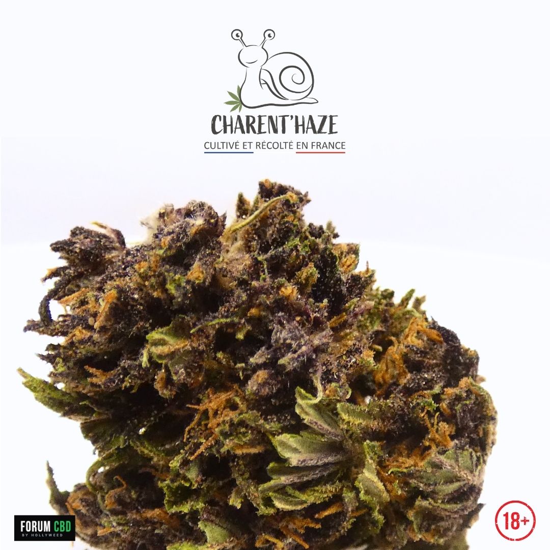 Fleur CBD Purple Haze Bio Charent’Haze en gros plan, avec couleurs violettes, pistils orangés, feuilles vertes et logo du producteur français.