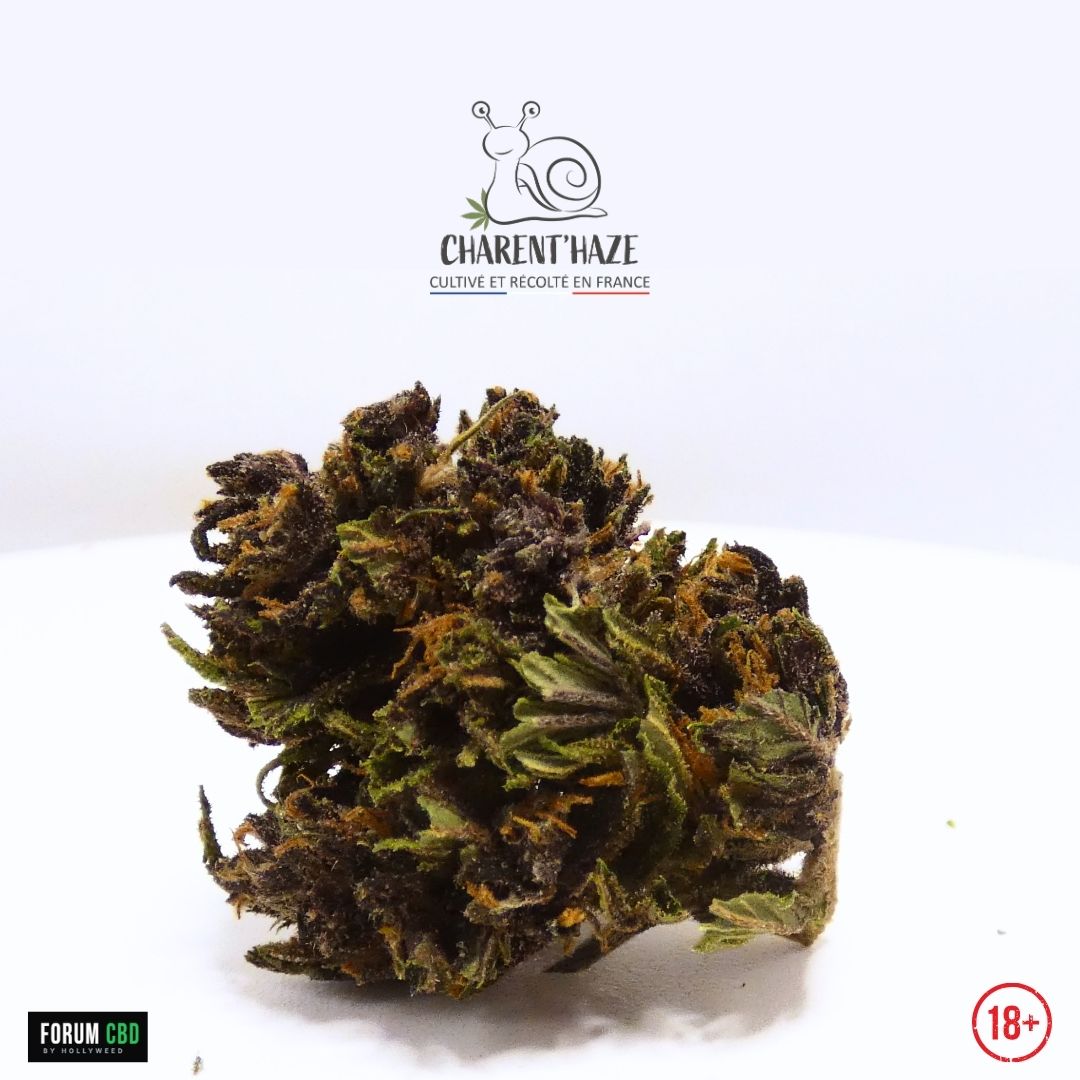 Fleur CBD Purple Haze Bio Charent’Haze en vue macro, cultivée et récoltée en France, avec couleurs violettes, pistils orangés et aspect naturel