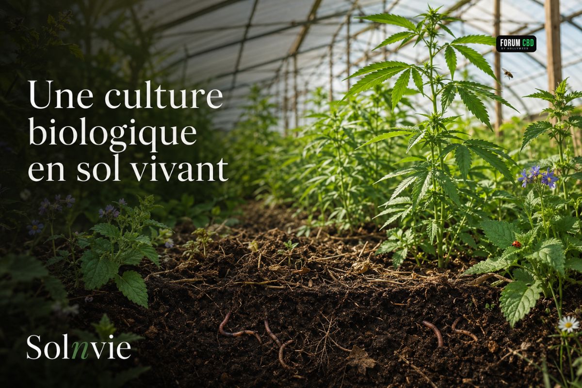Culture biologique de chanvre SolnVie sous serre en lumière naturelle, sur un sol vivant riche en lombrics et en biodiversité.