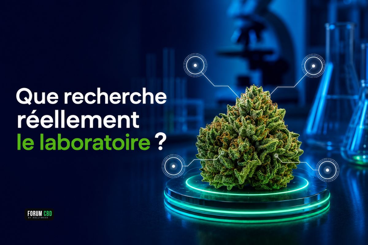 Fleur de chanvre examinée dans un laboratoire avec plusieurs zones de contrôle représentant les analyses recherchées.