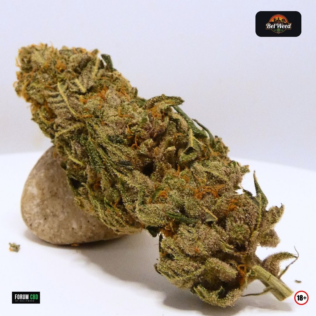 Fleur FlowBananaCookie #11 de Bel’weed, dense et compacte, recouverte de trichomes avec des pistils orange, cultivée en indoor LED organique en France.