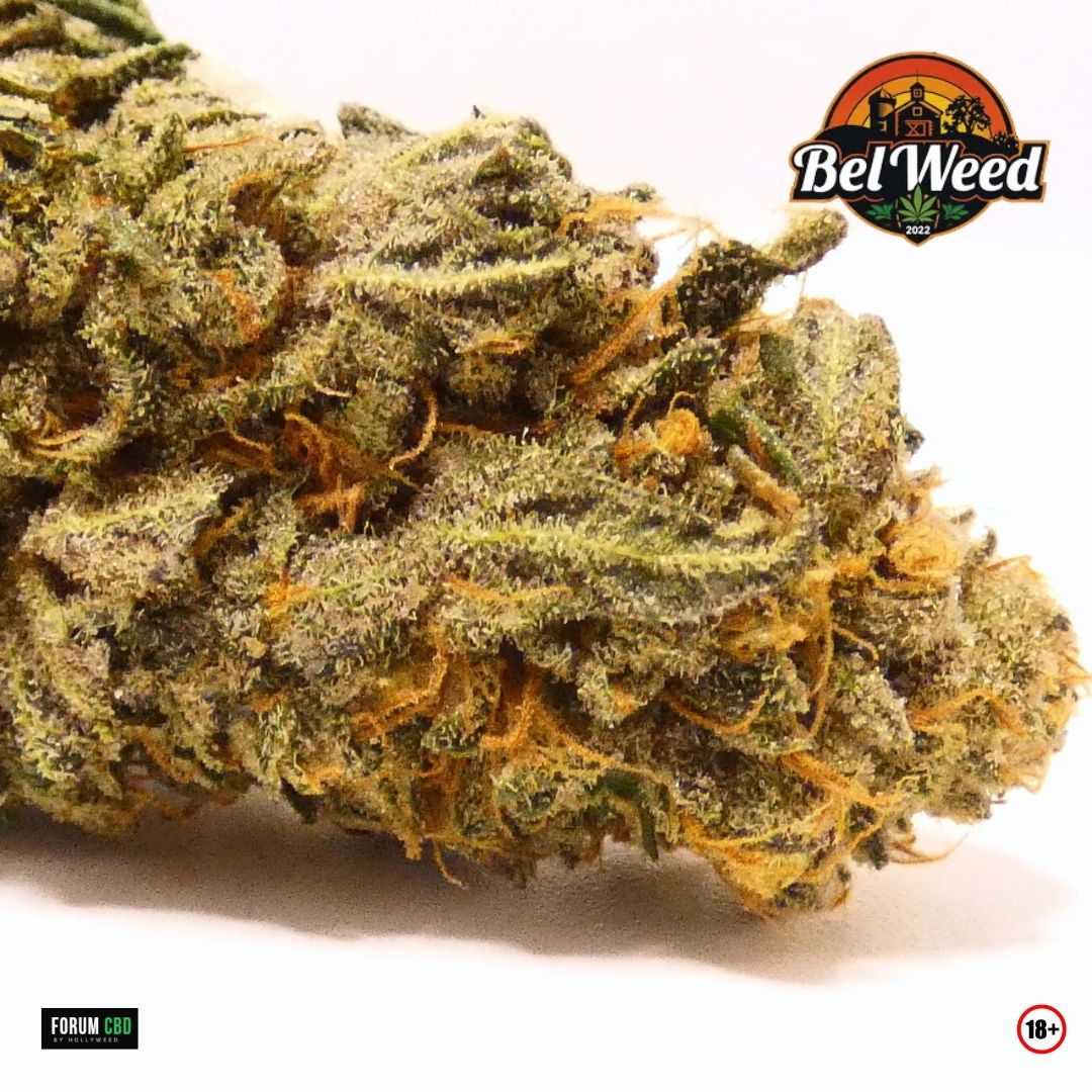 Vue macro de la FlowBananaCookie #11 de Bel’weed, montrant une fleur dense recouverte de trichomes et traversée de pistils orange.