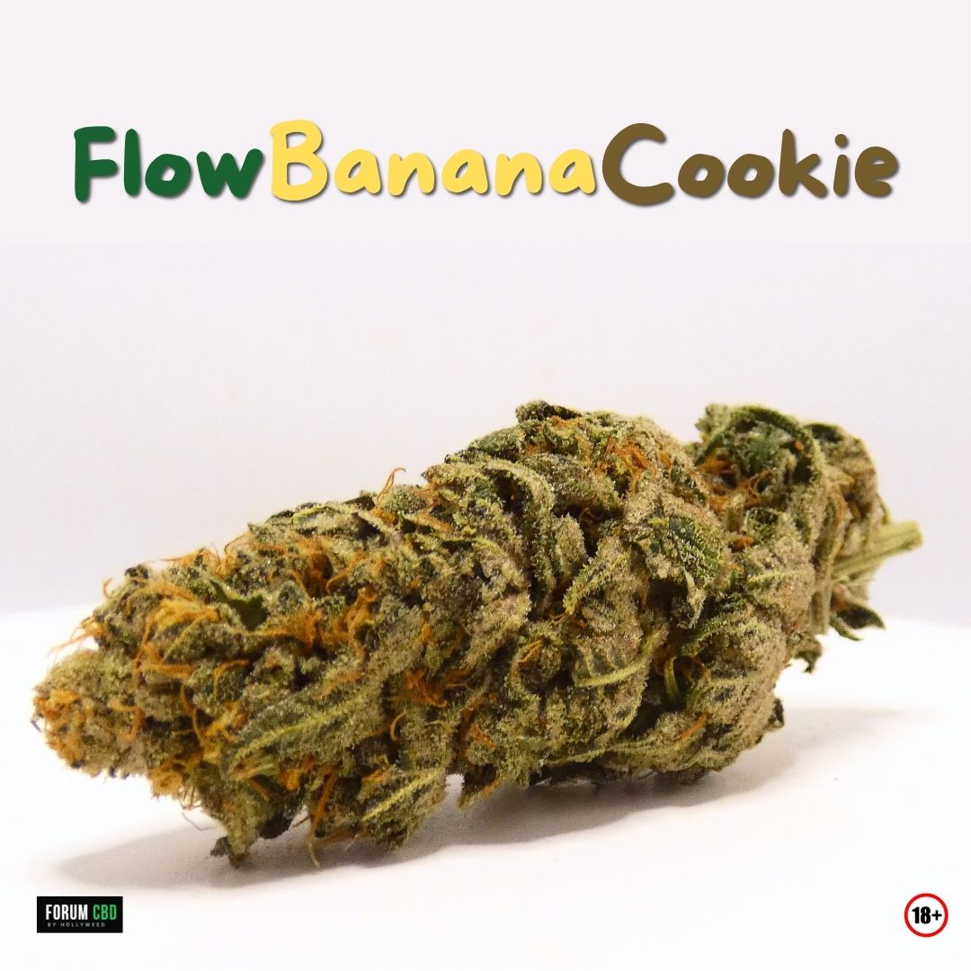 Fleur FlowBananaCookie #11 de Bel’weed, dense et compacte, avec une surface résineuse, des trichomes visibles et des pistils orange.