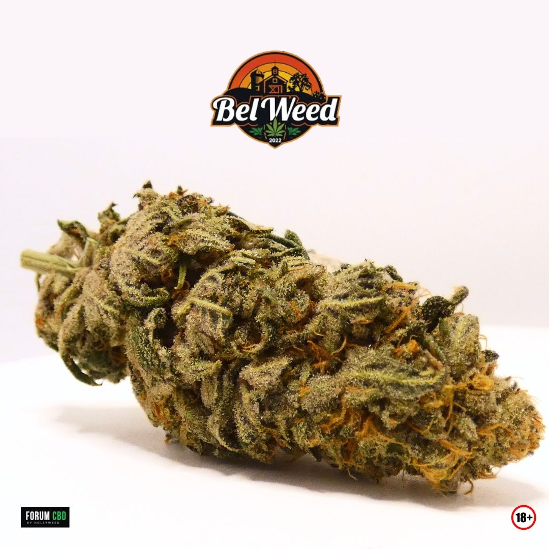 Fleur FlowBananaCookie OGZ CBD de Bel’Weed riche en trichomes, photographiée pour une dégustation avec l’Utillian 850