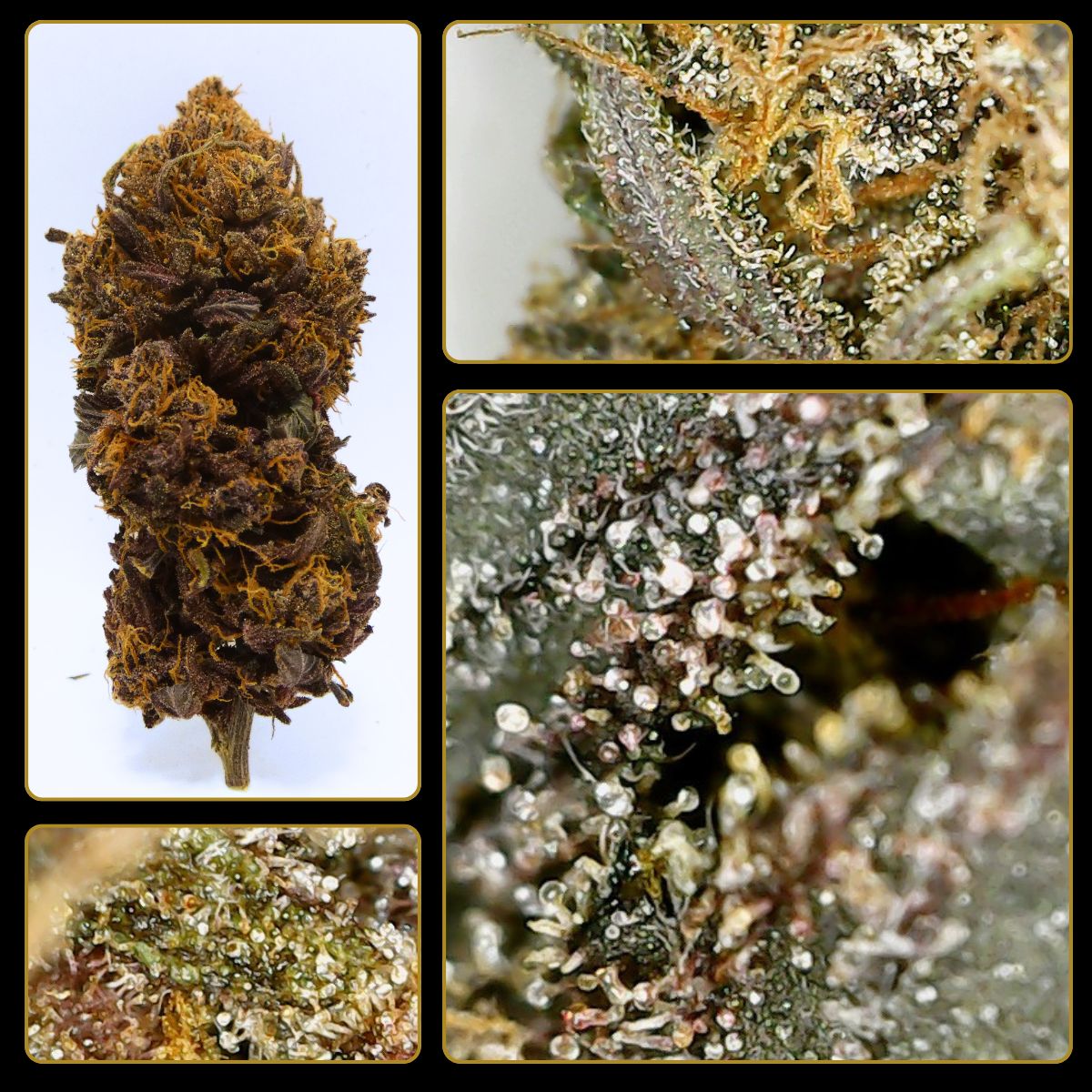 Fleur Legendary OG Indoor de Hollyweed et vues macro de ses trichomes, utilisée pour comparer le WEHA et l’Utillian 850