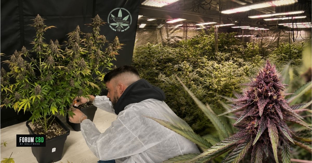 Marc, créateur de La Fleur Vendéenne, travaille sur ses plants de chanvre dans sa culture indoor, avec une fleur violette au premier plan.