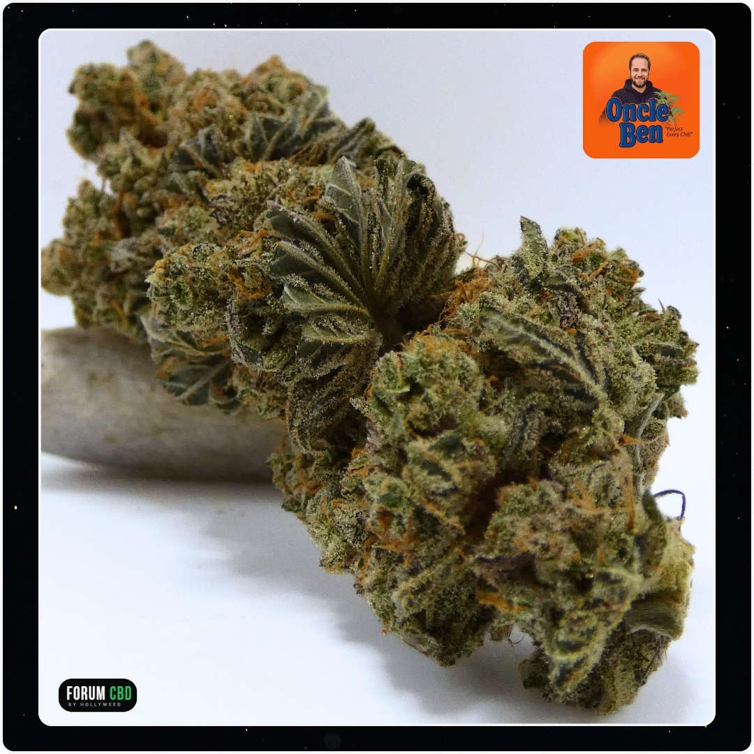 Gros plan sur la fleur Banana Capione CBD Indoor cultivée par Oncle Ben à Auchel, dans le Pas-de-Calais