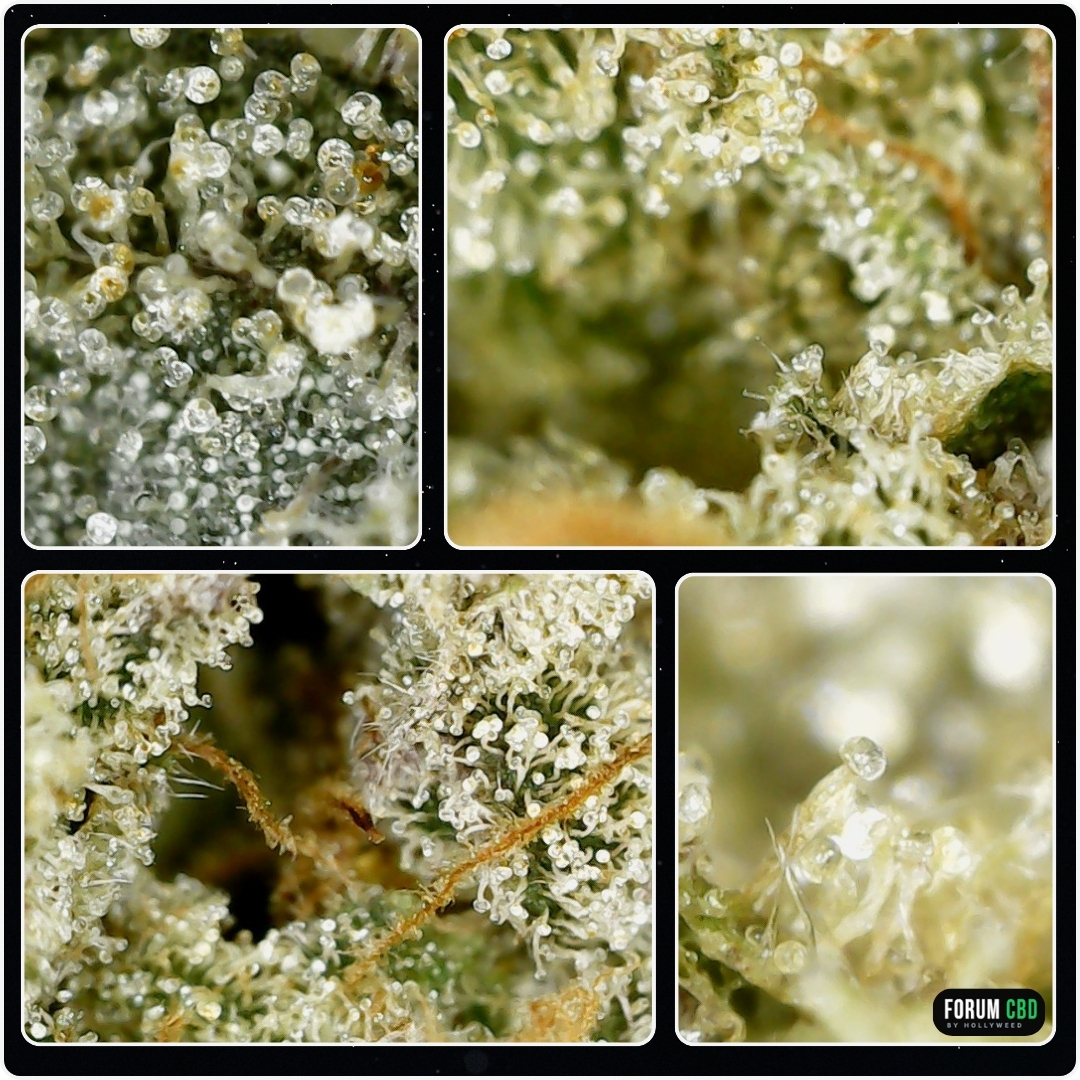 Trichomes cristallins de la Banana Capione CBD Indoor d’Oncle Ben observés à la caméra endoscopique