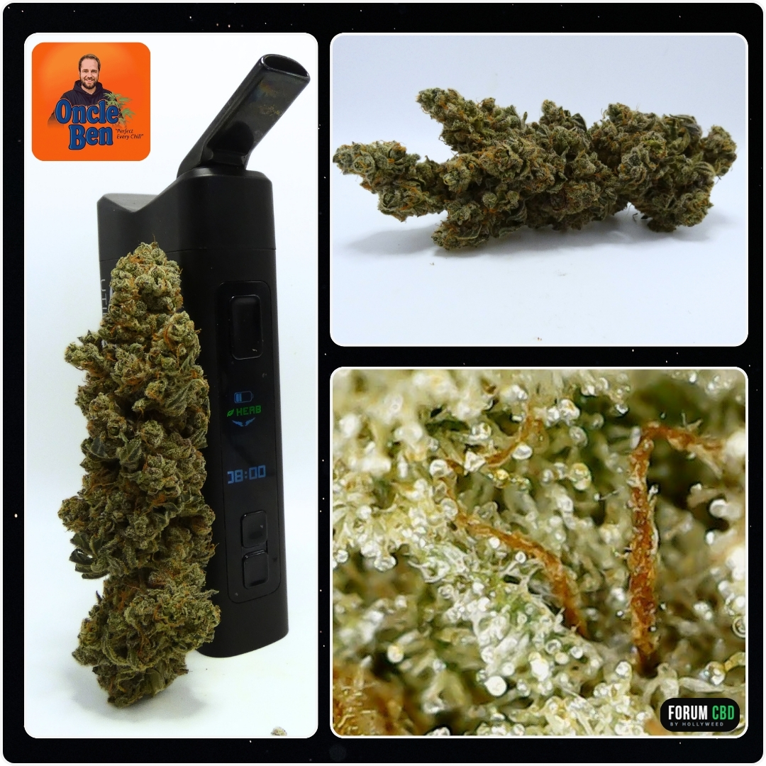 Montage de la Banana Capione CBD Indoor d’Oncle Ben avec le vaporisateur Utillian 850 et ses trichomes en macro