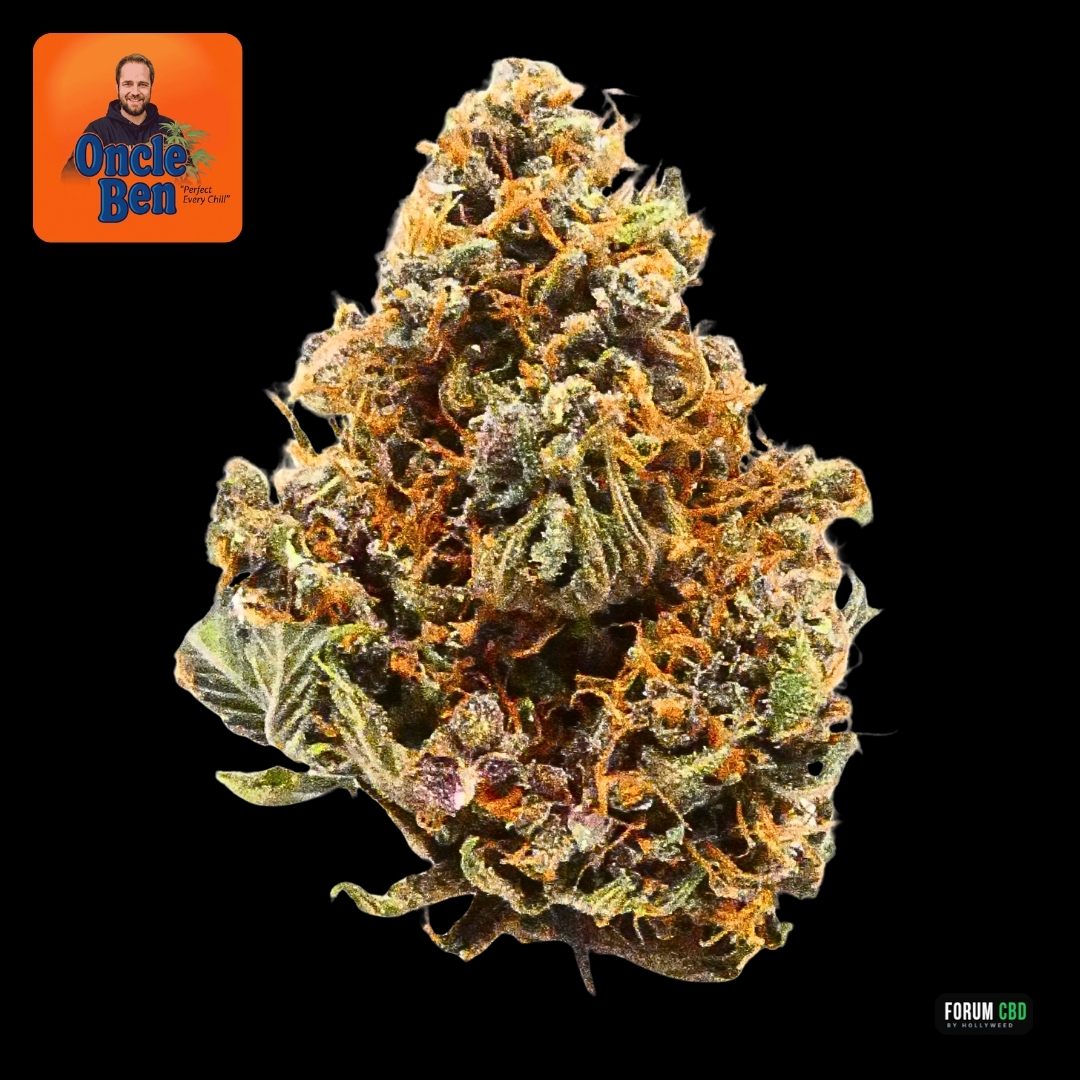 Blue Meringue Indoor d’Oncle Ben détourée sur fond noir, avec tête dense, pistils orangés et nuances vertes et pourpres