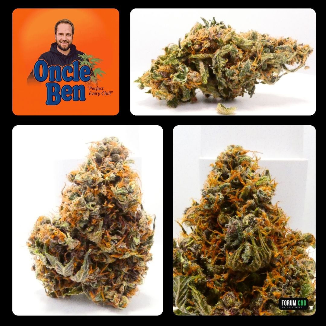 Blue Meringue Indoor d’Oncle Ben présentée sous plusieurs angles, avec tête dense, pistils orangés et nuances vertes et pourpres