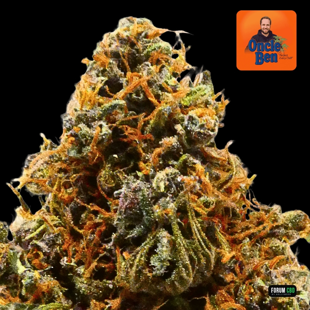 Gros plan de la Blue Meringue Indoor d’Oncle Ben, montrant les pistils orangés, les nuances vertes et pourpres et la texture résineuse de la fleur