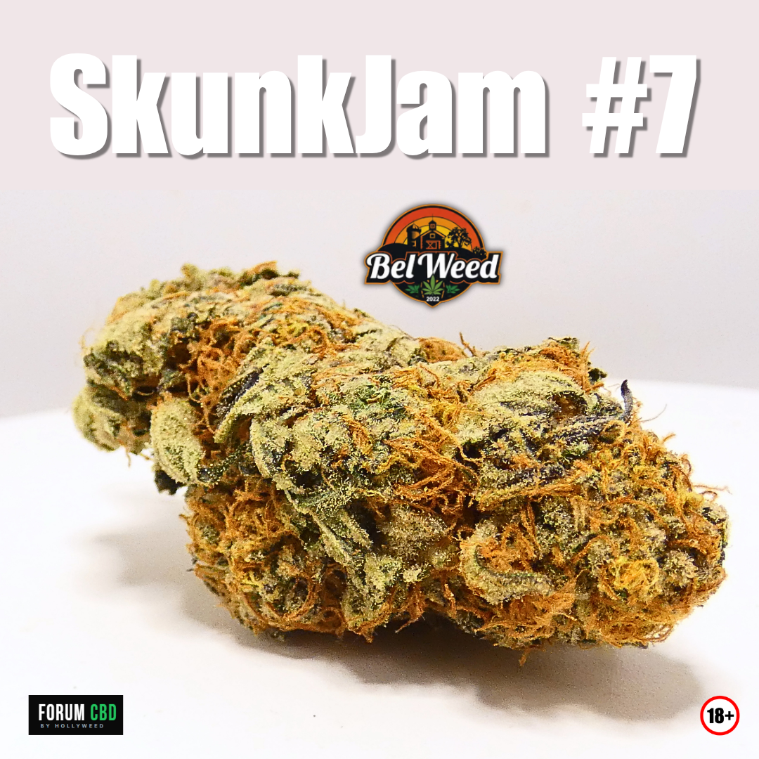 Fleur Skunk Jam #7 de Bel’Weed, bud compact aux pistils orangés et couvert de trichomes