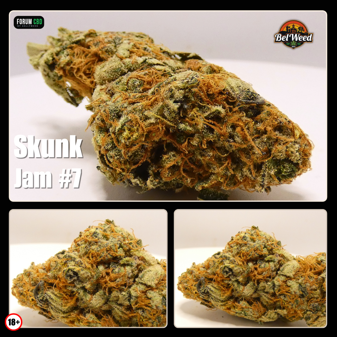 Skunk Jam #7 de Bel’Weed en gros plan, fleurs compactes aux pistils orangés et couvertes de trichomes