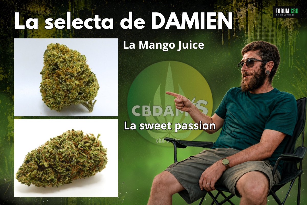 Damien de CBDAM’S présente sa sélection de fleurs CBD avec la Mango Juice et la Sweet Passion