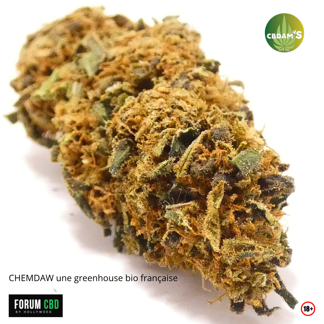 Gros plan sur une fleur CBD Chemdaw issue d’une culture greenhouse biologique française et proposée par CBDAM’S