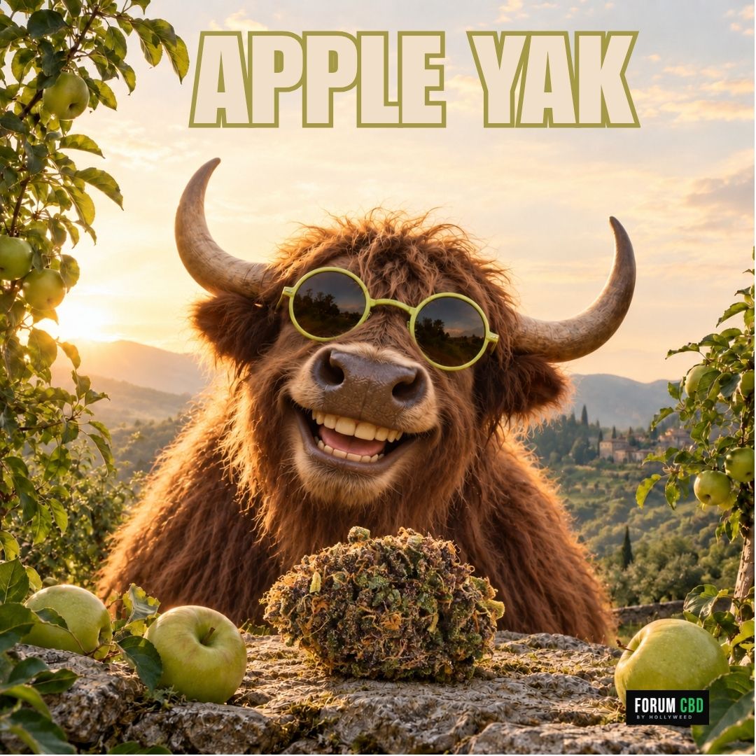 Visuel de l’Apple Yak Indoor montrant un yak à lunettes dans un verger de pommiers, avec une fleur posée au premier plan.