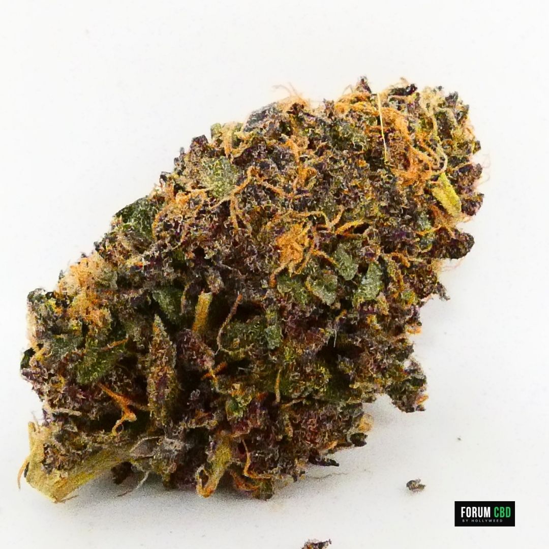 Gros plan sur une fleur compacte d’Apple Yak Indoor cultivée sur sol vivant par Fleur des Cévennes pour Amour de Chanvre.