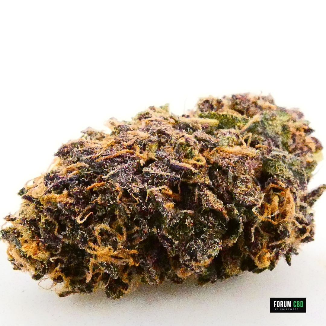Vue rapprochée de l’Apple Yak Indoor de Fleur des Cévennes, révélant ses nuances vertes et pourpres, ses pistils orangés et ses nombreux trichomes.