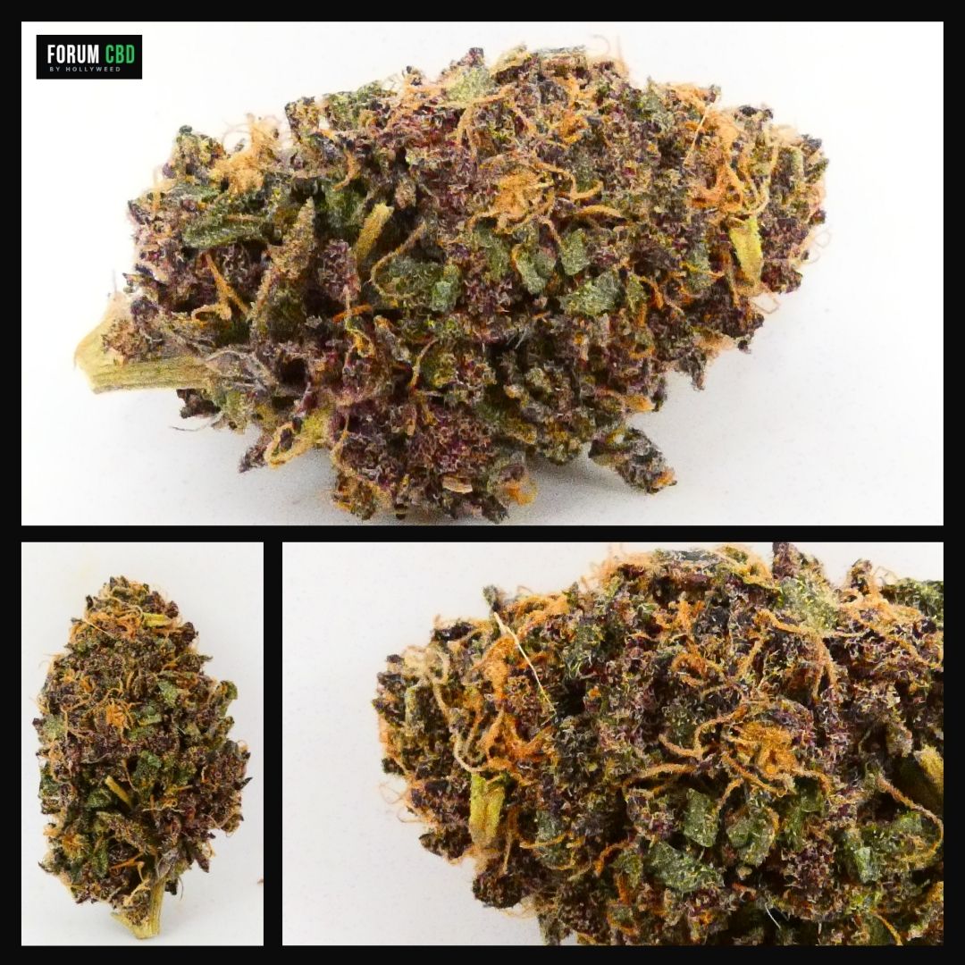 Montage de trois vues rapprochées de l’Apple Yak Indoor, montrant sa structure compacte, ses nuances vertes et pourpres, ses pistils orangés et ses trichomes.
