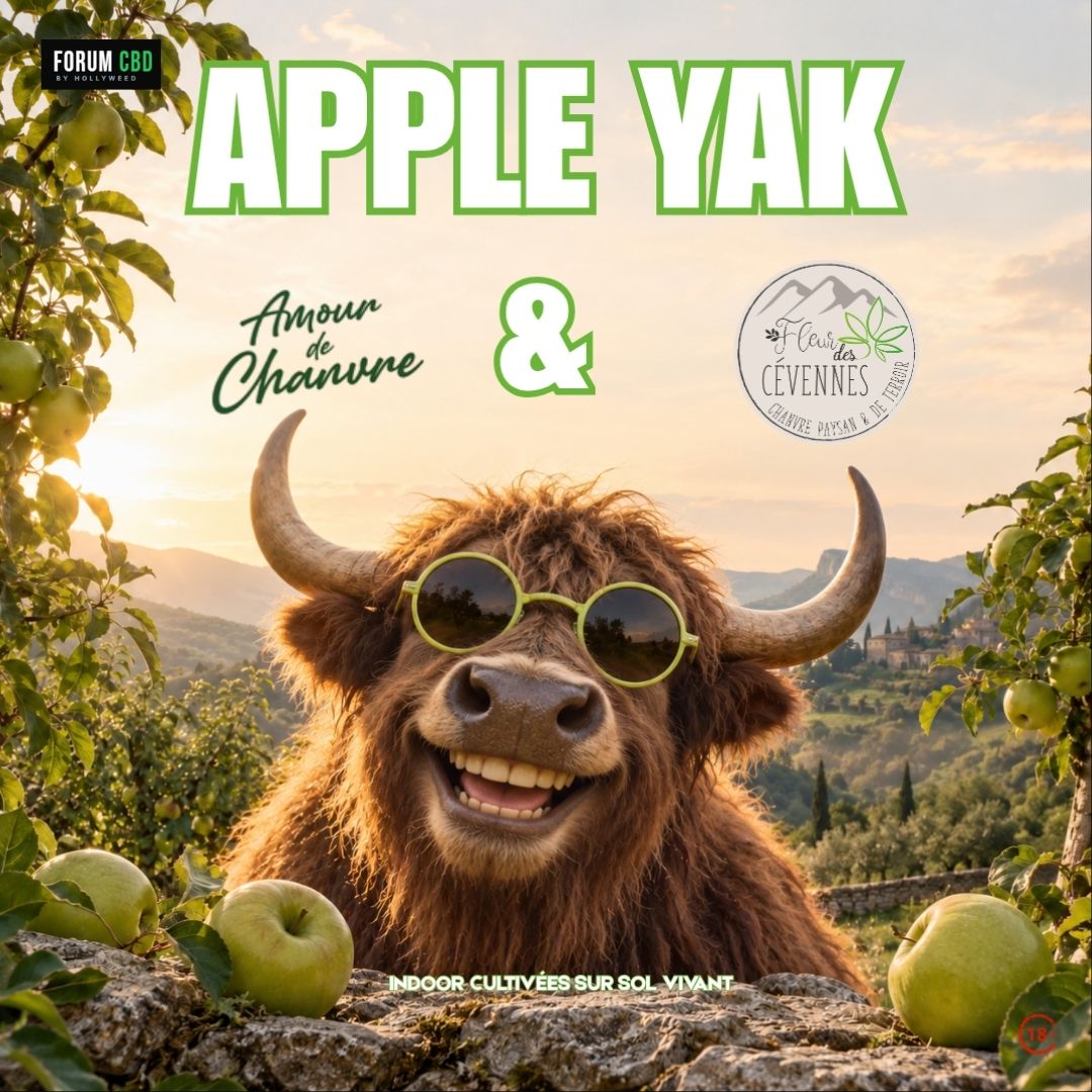 Yak portant des lunettes dans un verger de pommiers, illustrant l’Apple Yak Indoor cultivée sur sol vivant par Fleur des Cévennes avec Amour de Chanvre.