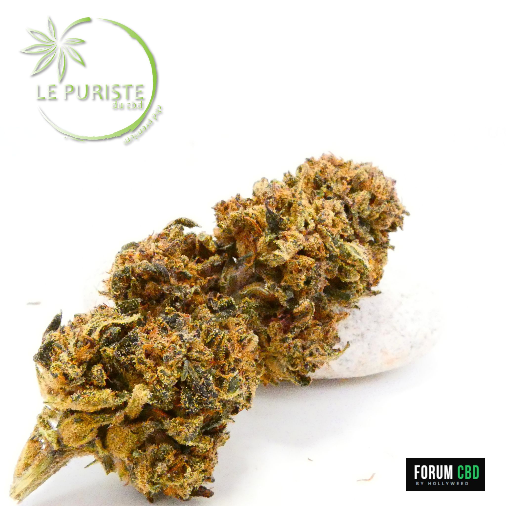 La Chocolate corvered strawberry cultivée en light dep